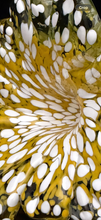 Load image into Gallery viewer, Glass Flower
