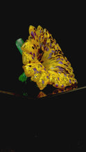 Load and play video in Gallery viewer, Glass Flower
